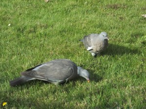 Pigeons eating naturally as opposed to bothering tourists.  Maybe too much bread!