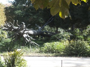 An uprooted tree at the Tuilleries which has become a statue!