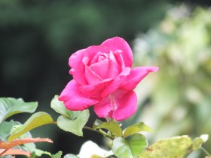 The last rose of October!