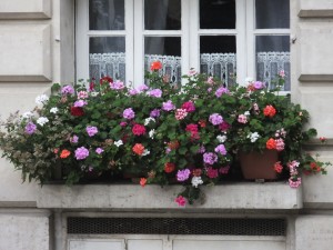 More flowers for you, Peggy Bilbro.  