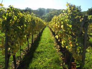 The beautiful vineyards in autumn