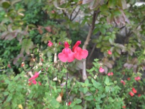 Who can tell us what this flower is blooming in the park?