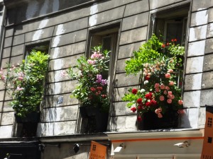 Gorgeous window boxes so characteristic of Paris during the summer.