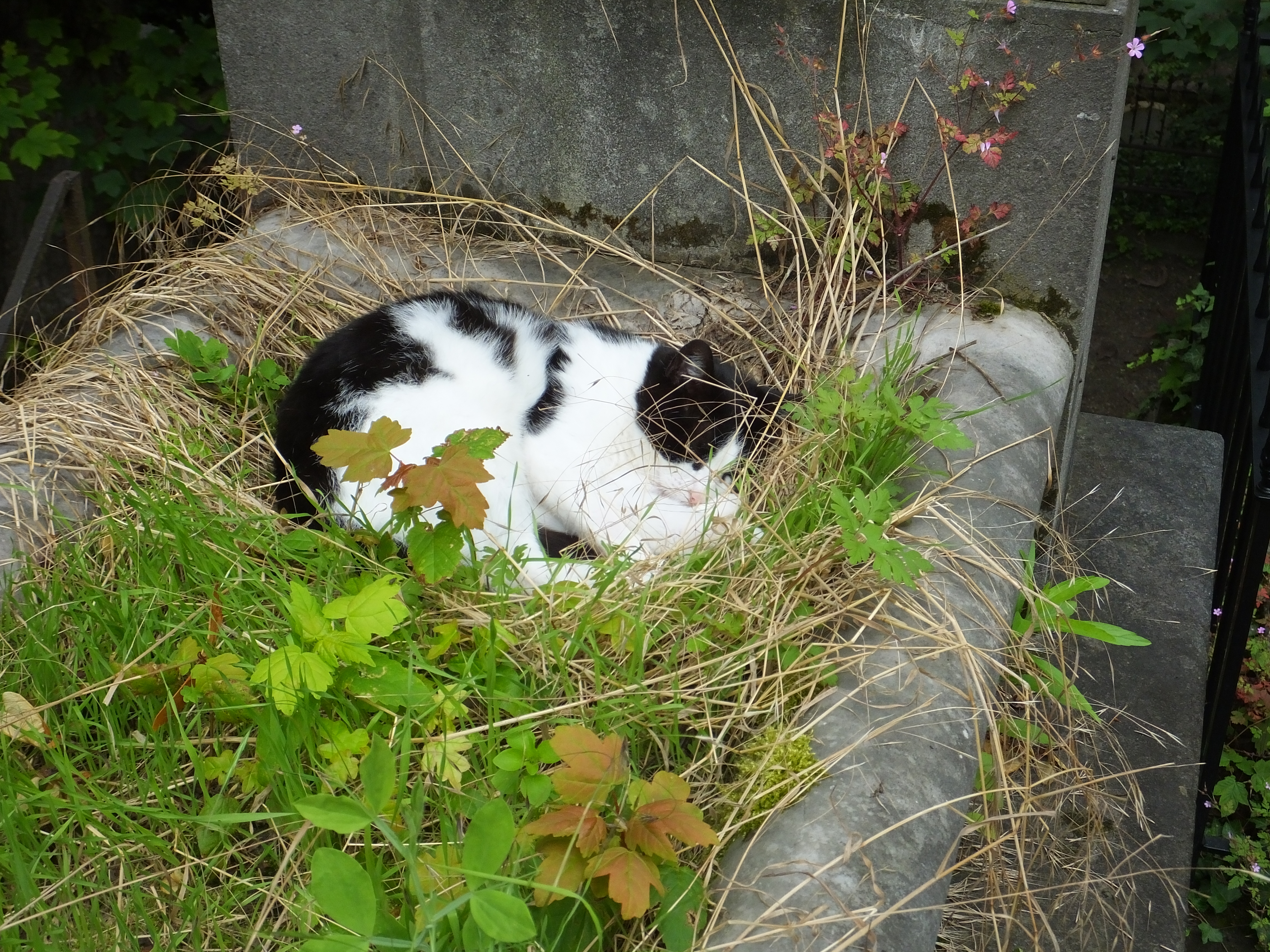 A cat nestled in one of the abandoned sites